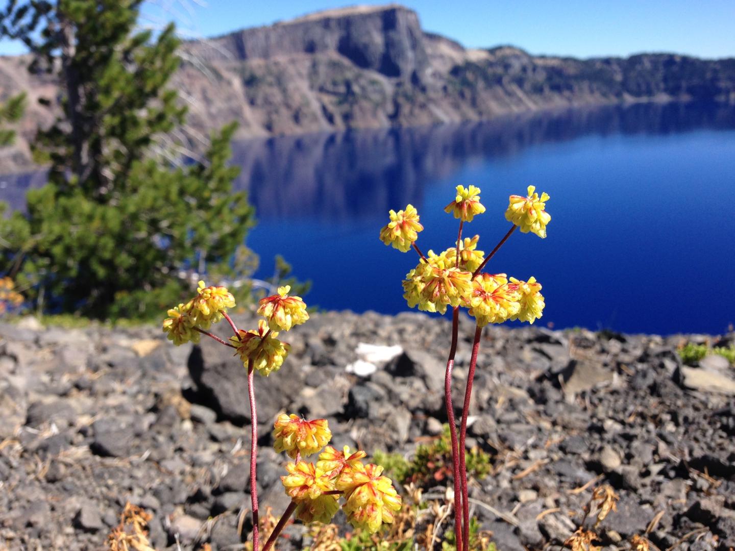 Yellow wildflowers by Crater Lake with distant rocky hills.