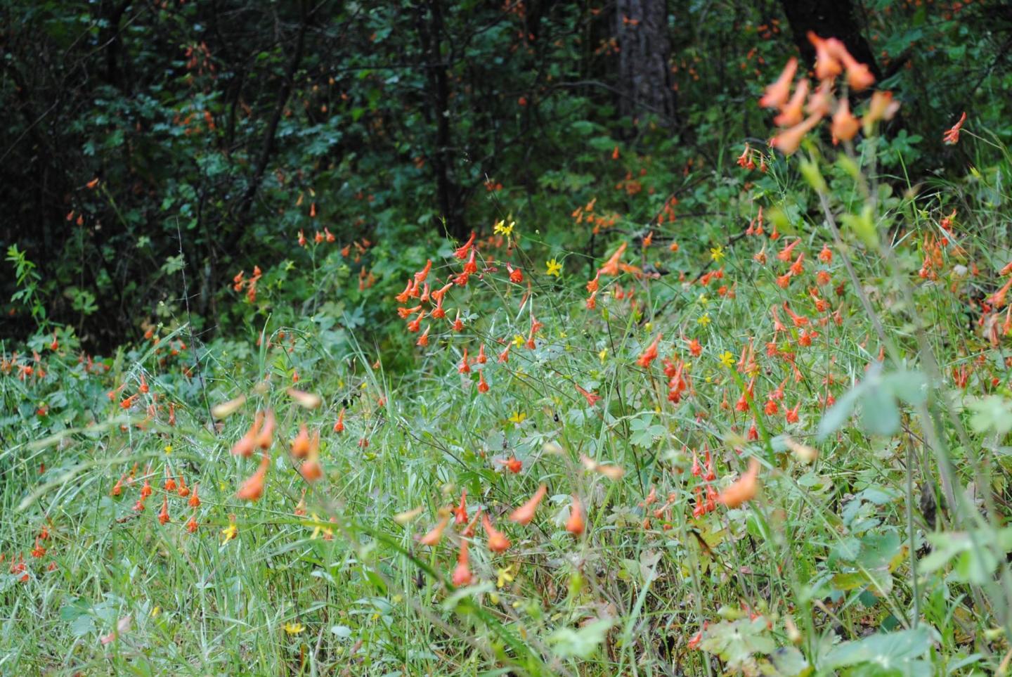 Flowers at Whiskeytown National Recreation Area