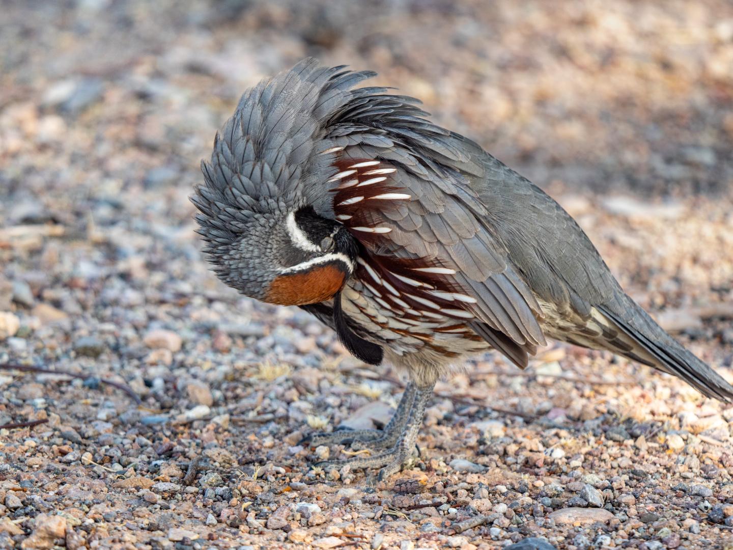 Gambel's quail on pebbled ground preening feathers.