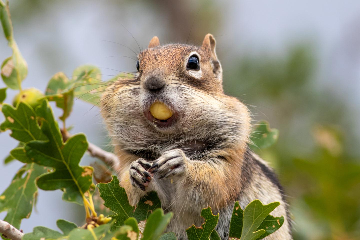 Squirrel with cheeks full, holding a nut, surrounded by green leaves.