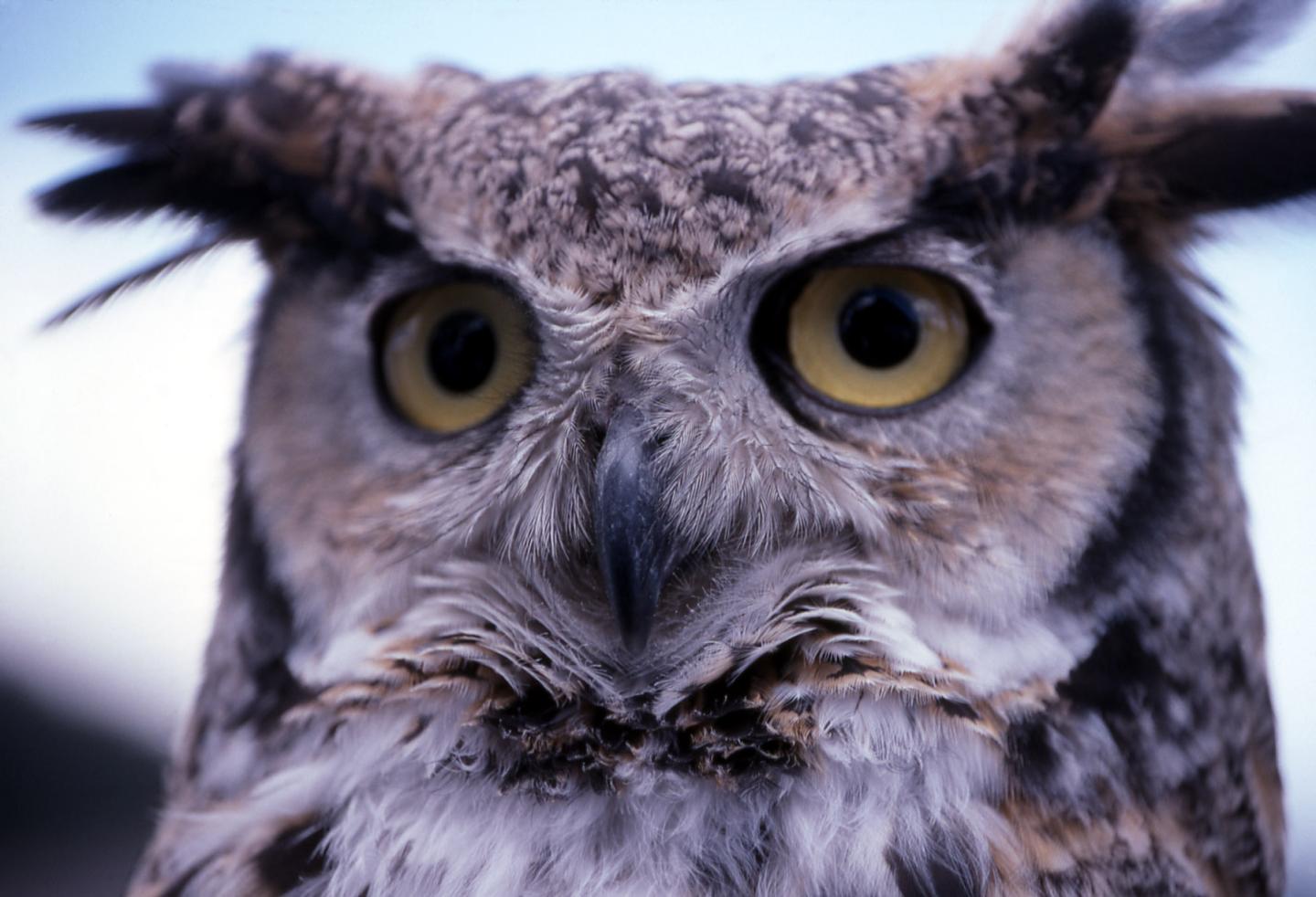 Close-up of a great horned owl with vivid yellow eyes.