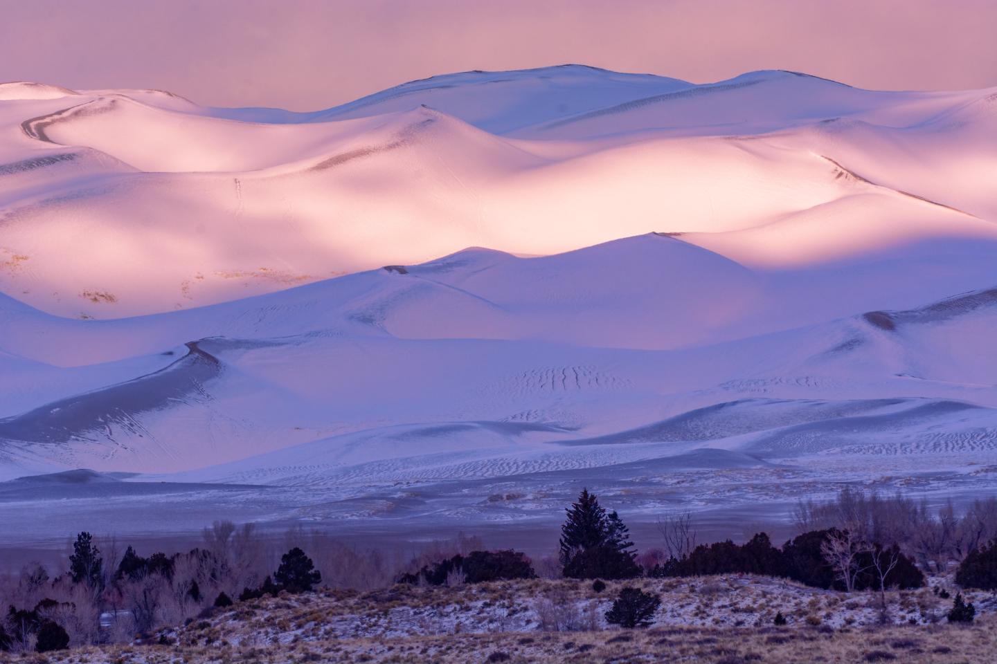 Purple-hued snow-covered dunes at sunset with dark trees in the foreground.