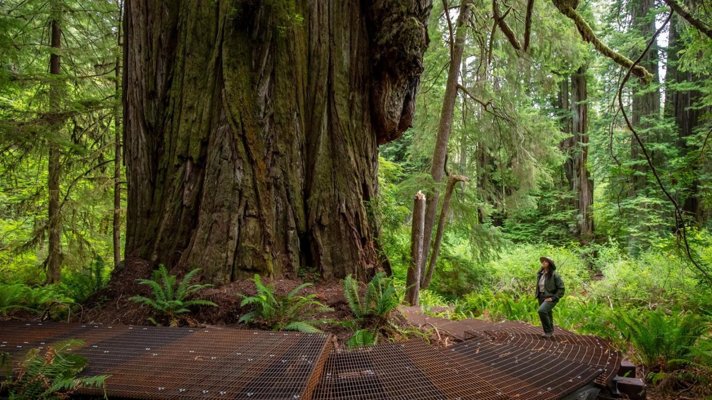 Person standing beside a massive redwood tree in a lush, green forest.