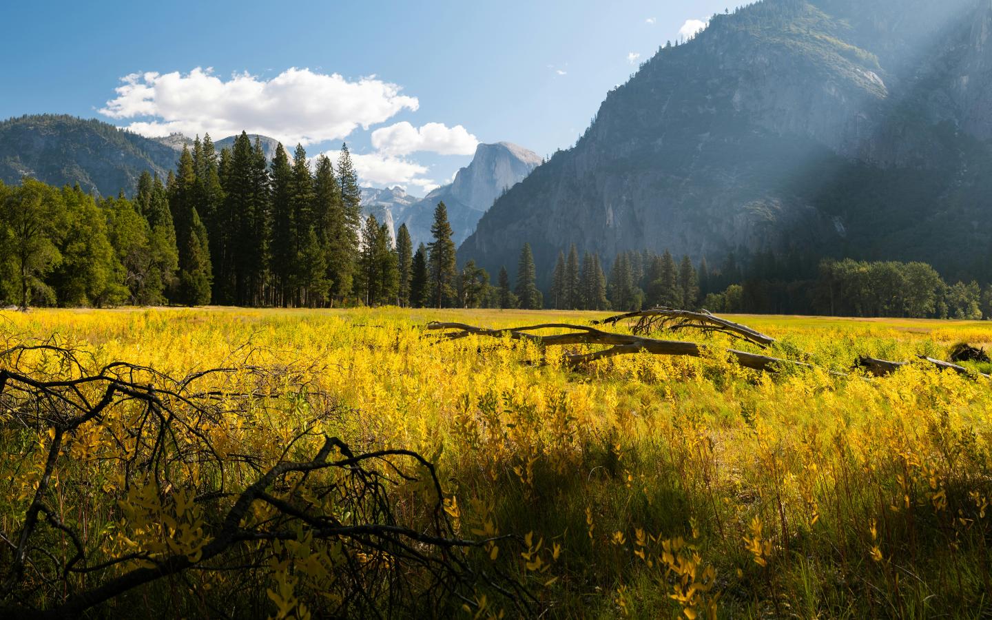 Sunlit meadow with yellow flowers, trees, and distant Half Dome in soft light.