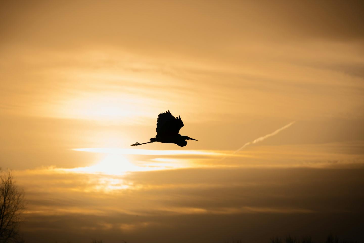 Silhouette of a heron flying against a golden sunset sky.