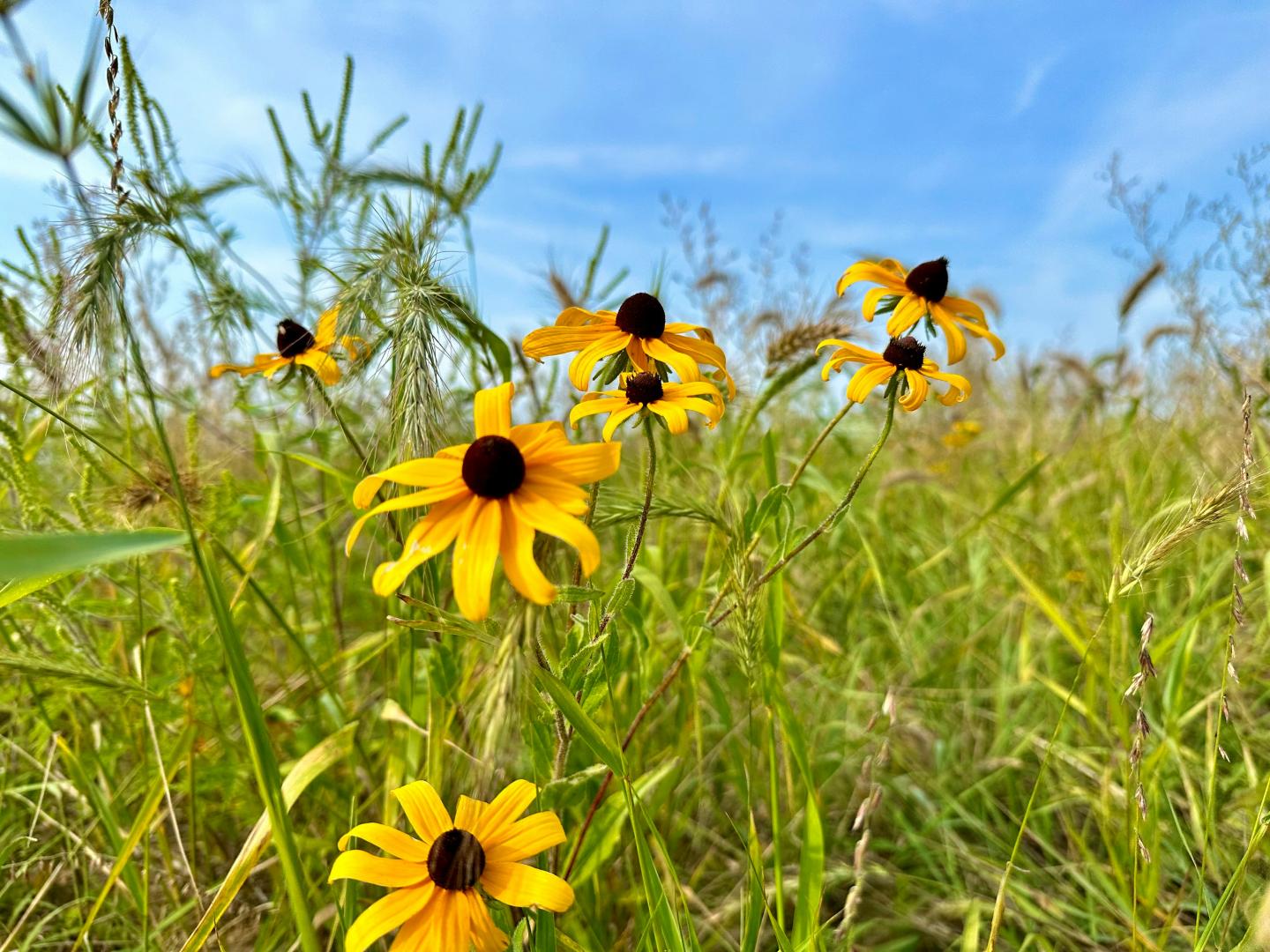 Yellow flowers in a grassy field under a clear blue sky.