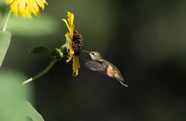 Hummingbird hovering near a yellow flower against a dark background.