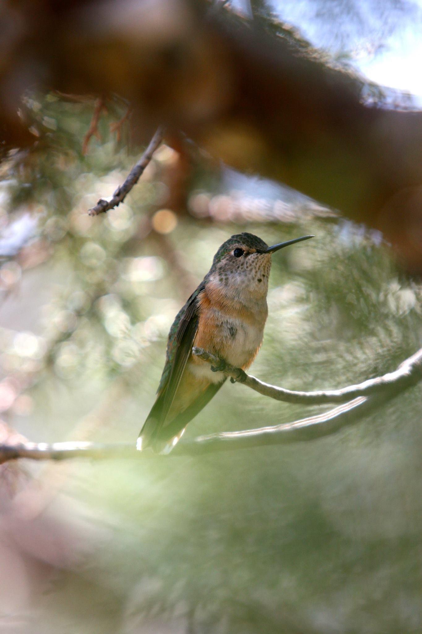 Hummingbird perched on a branch amid soft-focus greenery.
