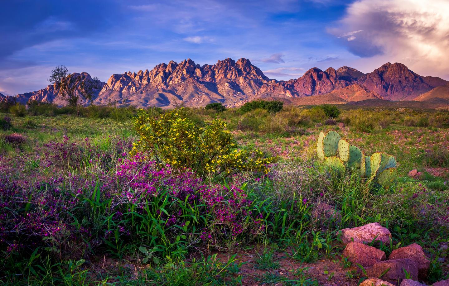 Desert landscape with blooming flowers, cacti, and distant mountains at sunset.