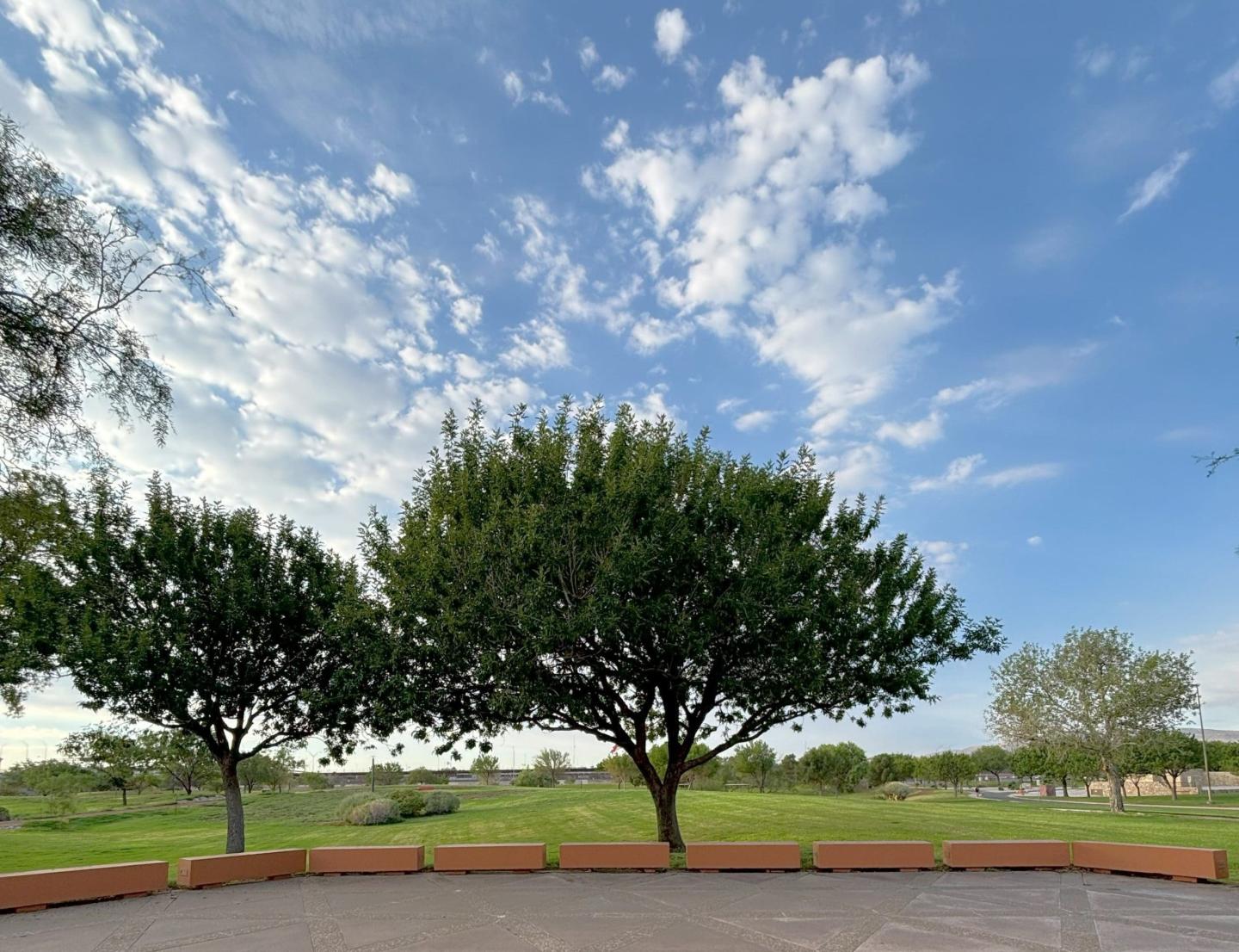 Trees in a park under a blue sky with scattered clouds.