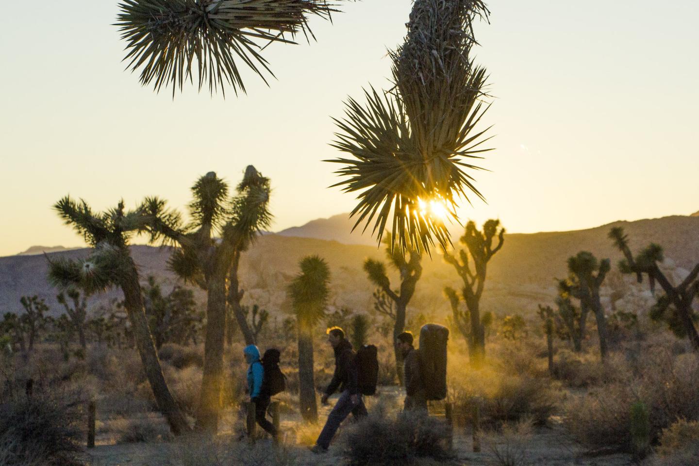 Hikers walking through Hidden Valley Trail with Joshua trees at sunrise.