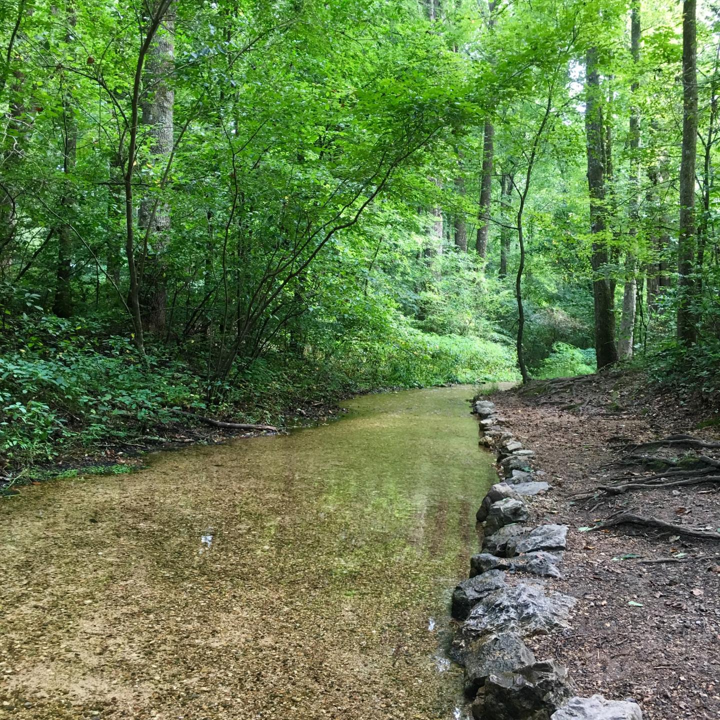 Stream lined with rocks and lush green trees in a forest setting.