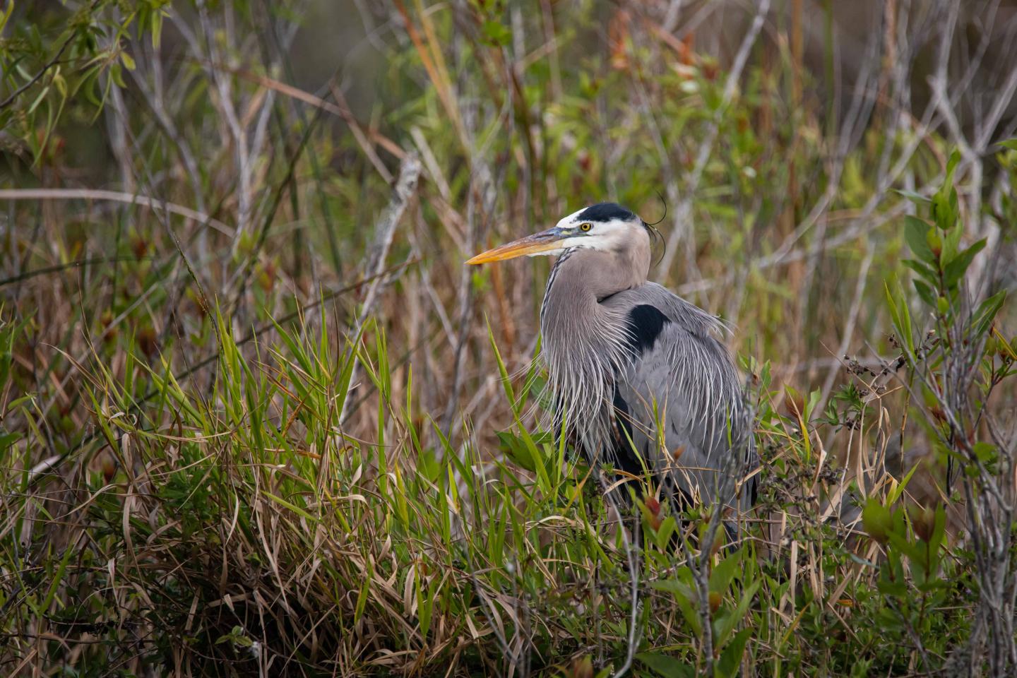 Great blue heron standing among tall grasses in a marsh.