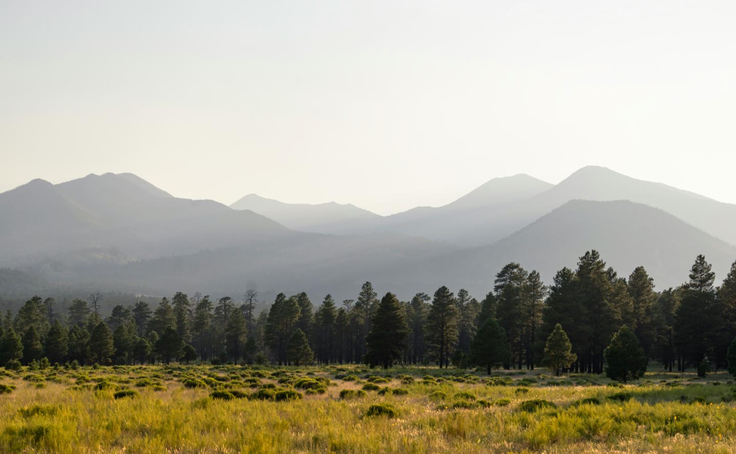 Sunny landscape with distant mountains and pine forest, grassy field in foreground.