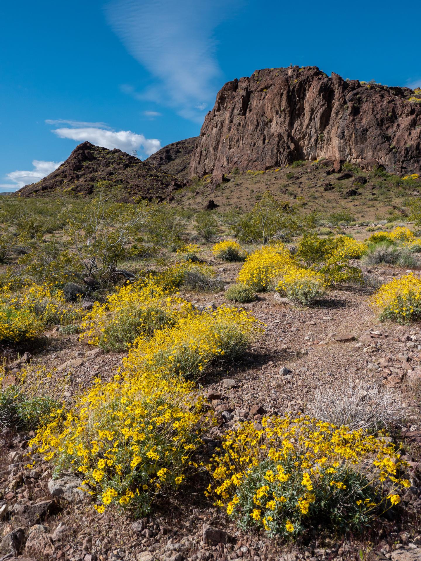 Desert landscape with yellow wildflowers and rocky cliffs under a blue sky.