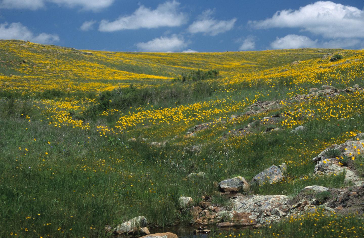 Wichita Mountains Wildlife Refuge with yellow flowers under a blue sky with clouds.