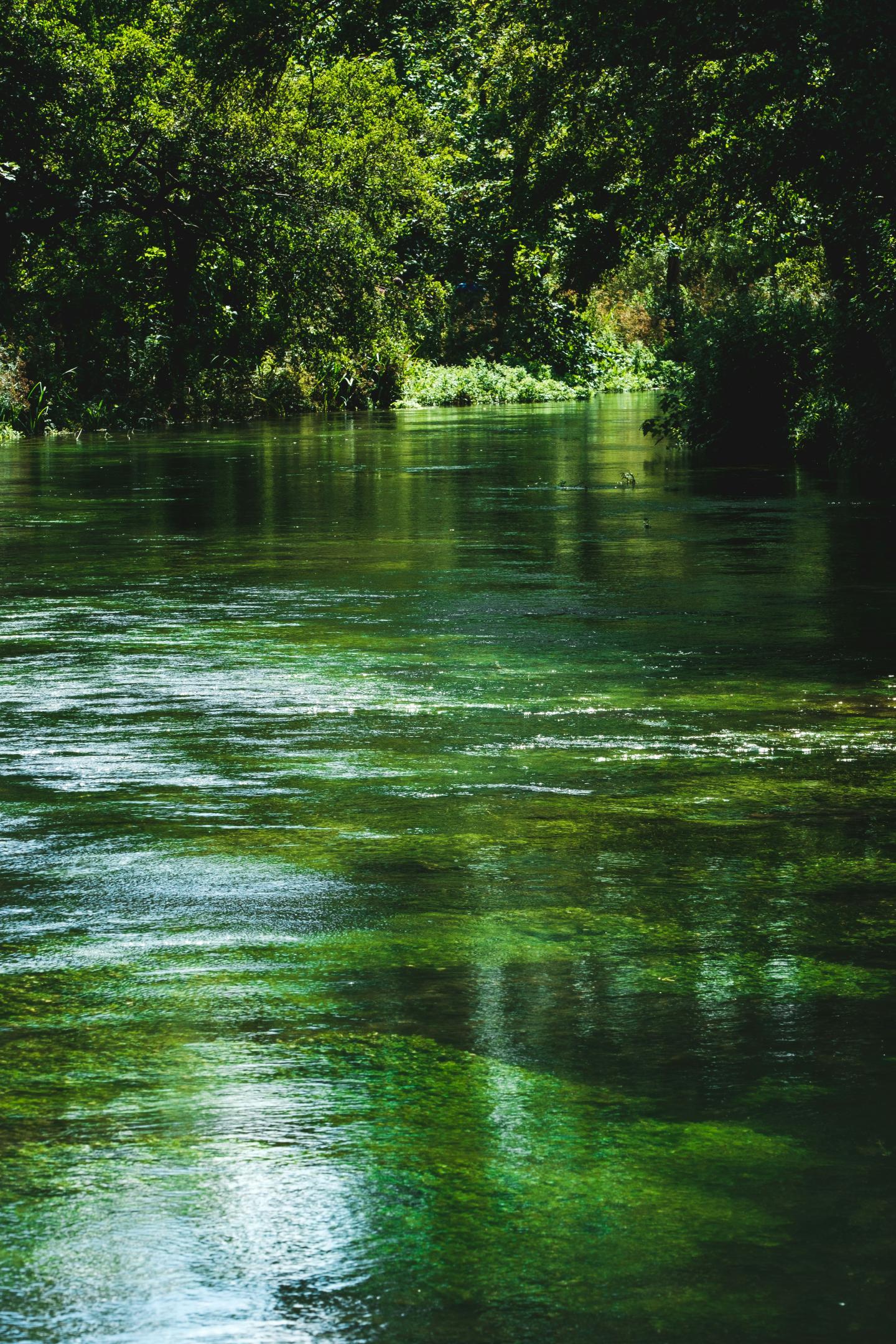 Calm river flowing through lush green forest.