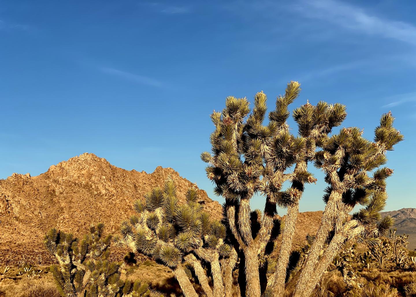 Desert landscape with a Joshua tree and distant rocky mountains under a clear blue sky.