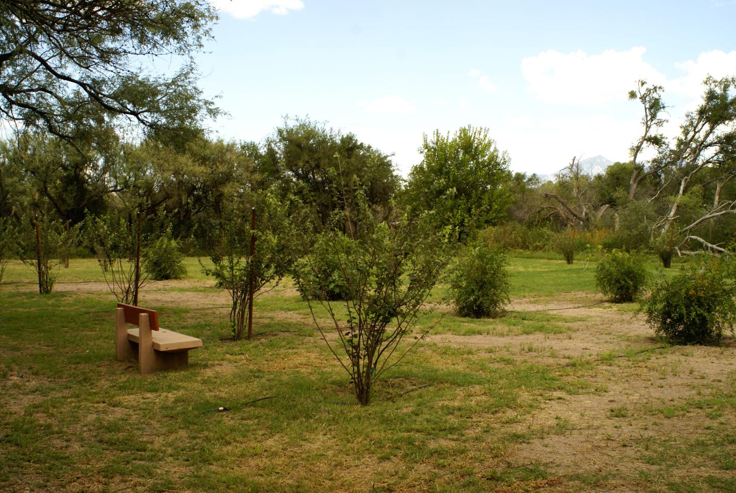 Park with scattered trees and a lone bench, under a blue sky.
