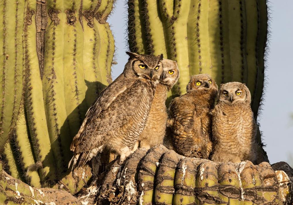 Four owls perched among large cactus in bright sunlight.