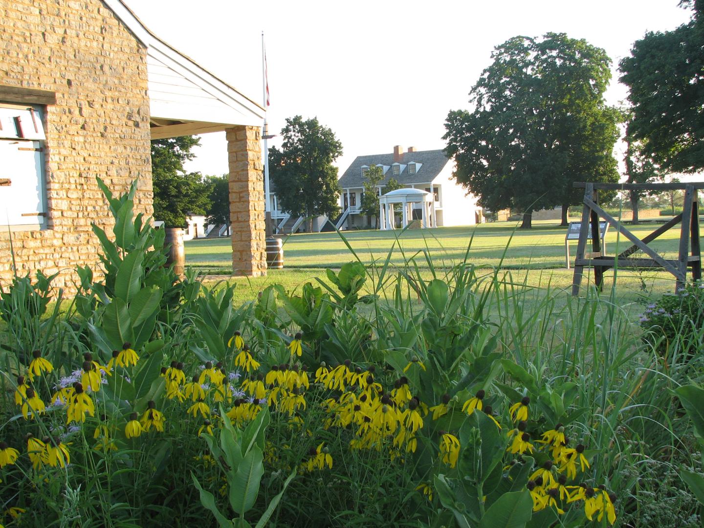 Yellow flowers in a grassy area near stone buildings under a clear sky.