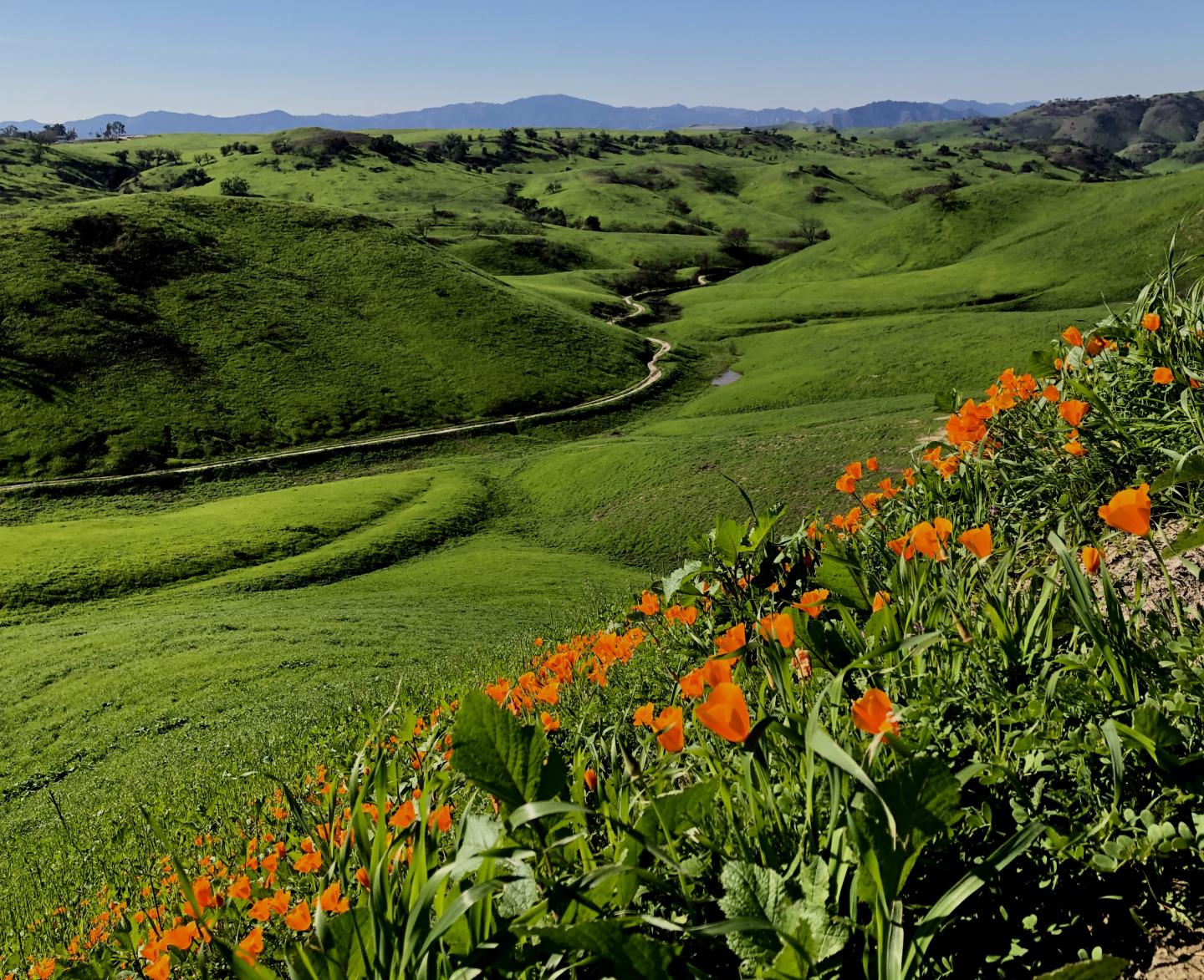 Poppies at Upper Las Virgenes Canyon Preserve Santa Monica Mountains