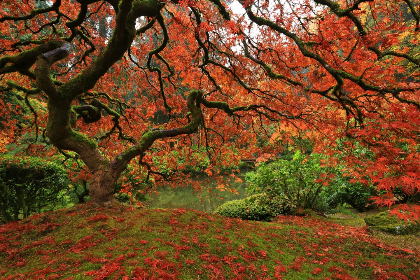 Twisted tree with vibrant red leaves in a lush garden.