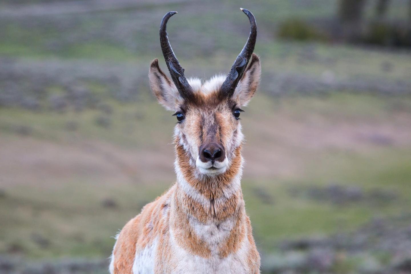 Pronghorn antelope with curved horns in a field.