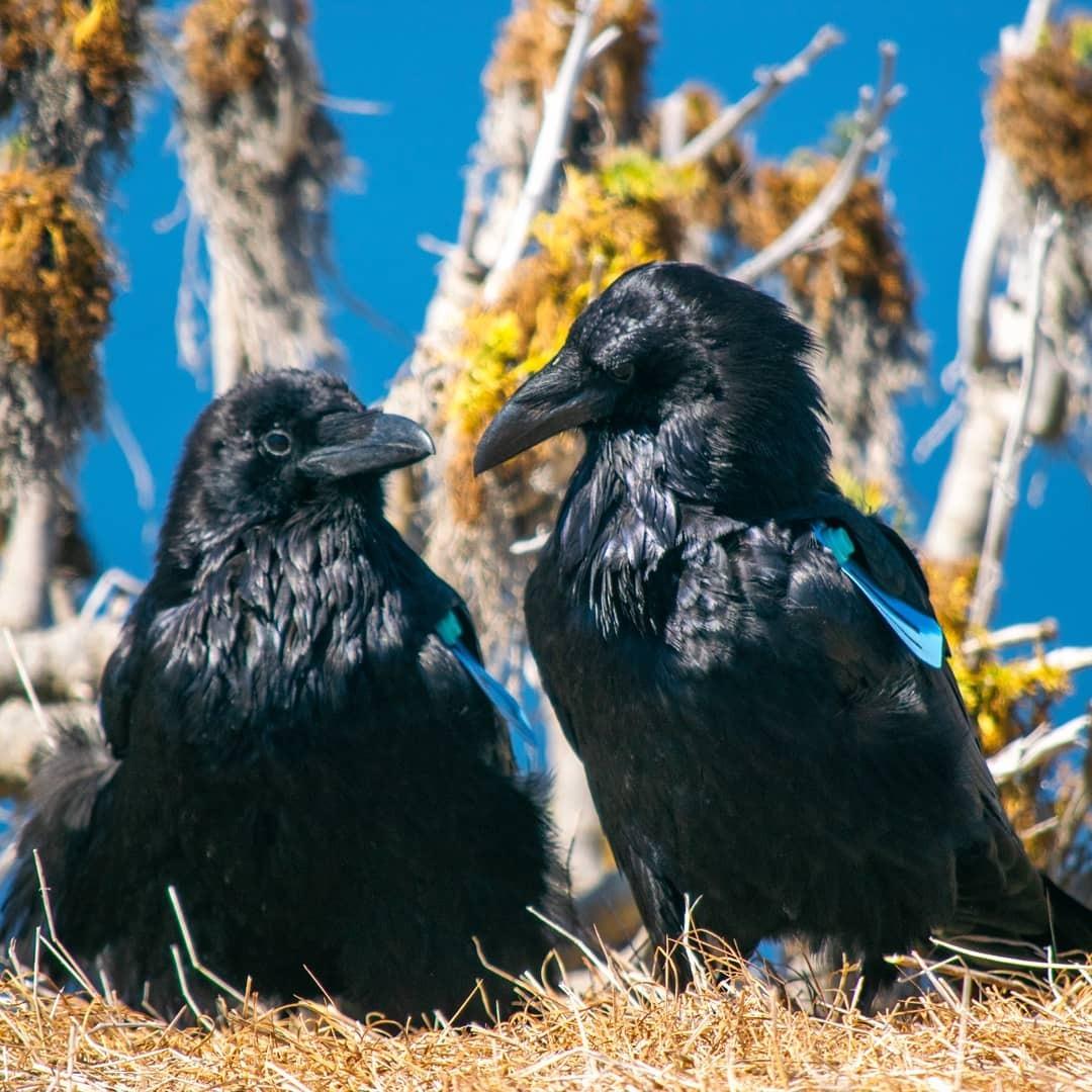 Two black ravens in a nest, blue sky background.