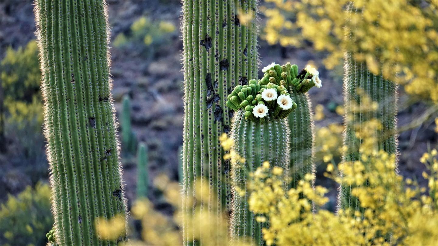 Tall cacti with white flowers among yellow blossoms in desert setting.