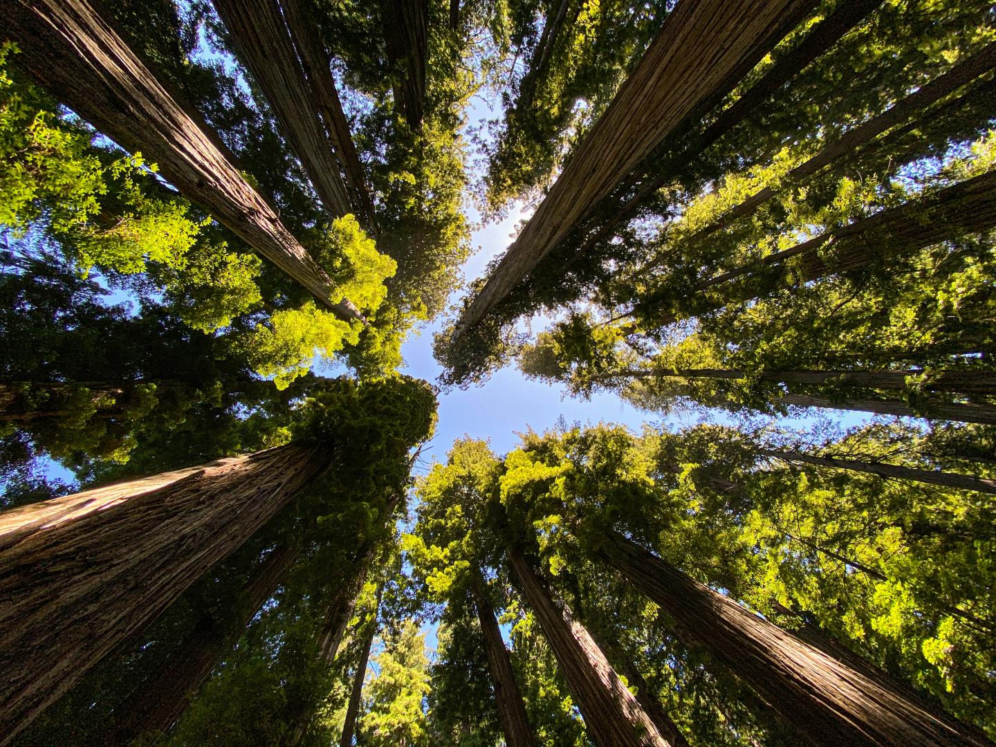Looking up at tall trees forming a circle against a blue sky.