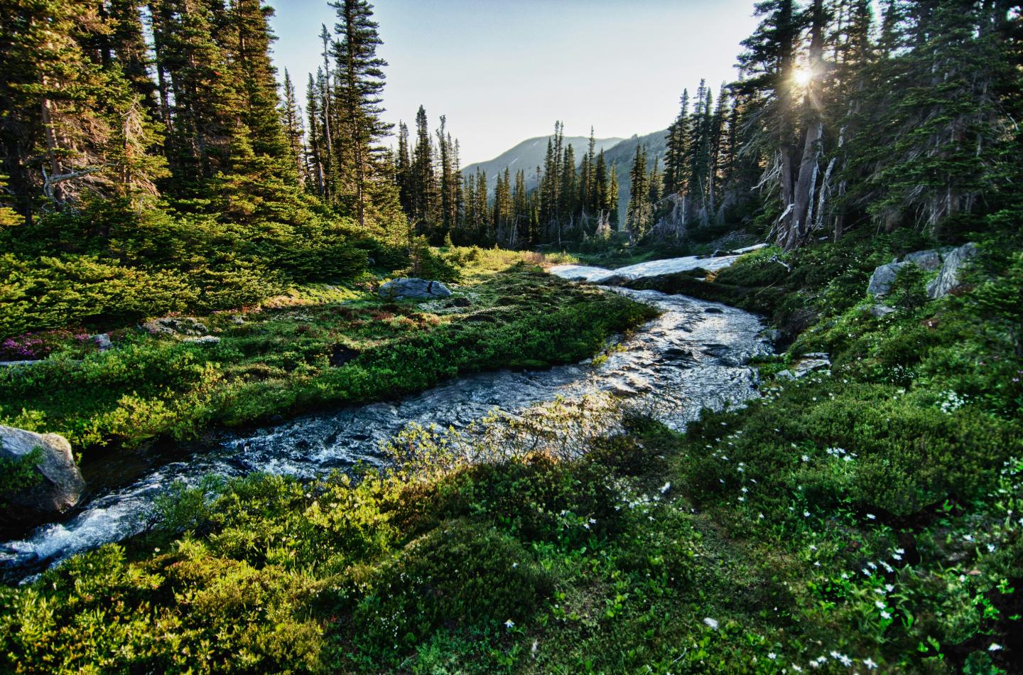 Mountain stream flowing through Olympic National Park with sunlight peeking through trees.