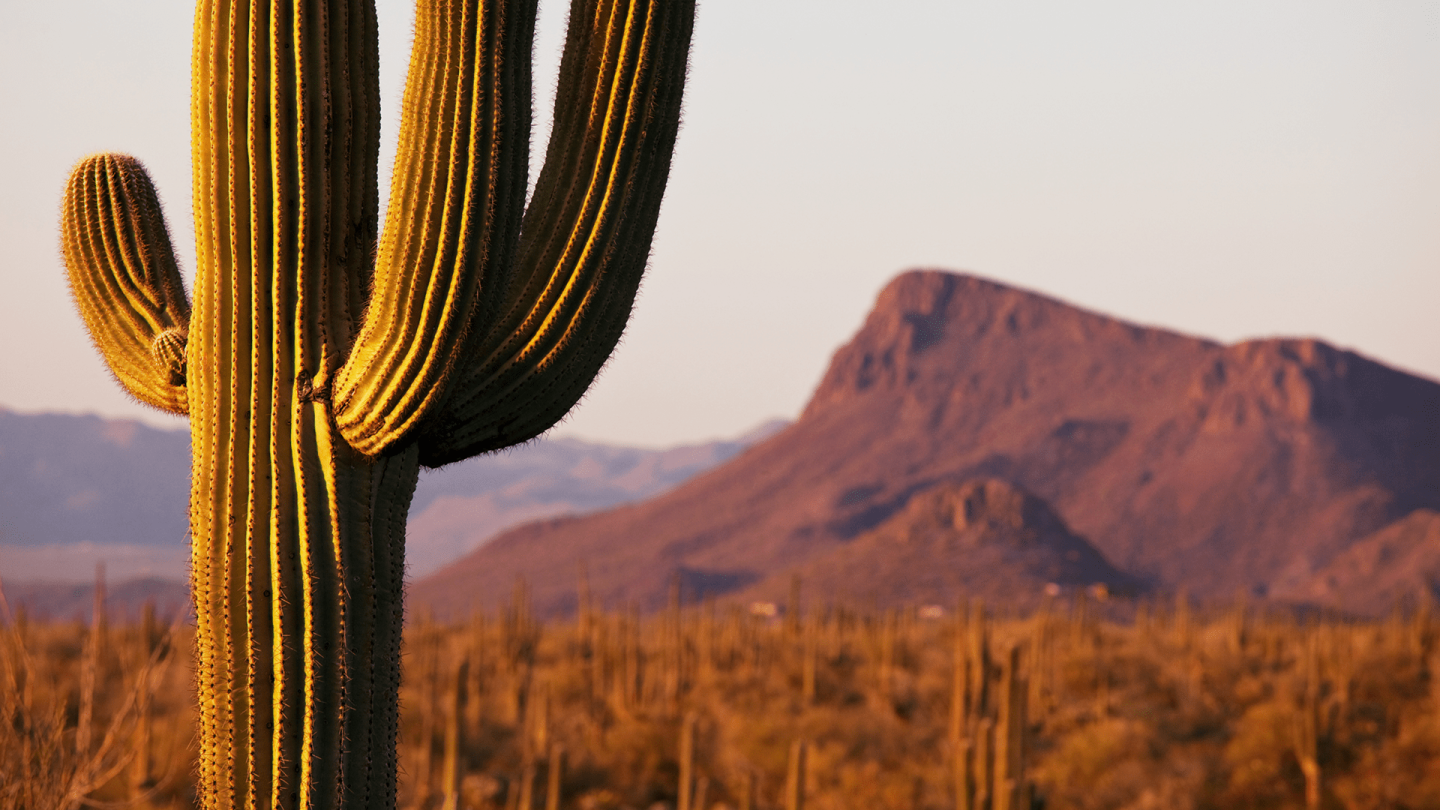 Explore Saguaro National Park