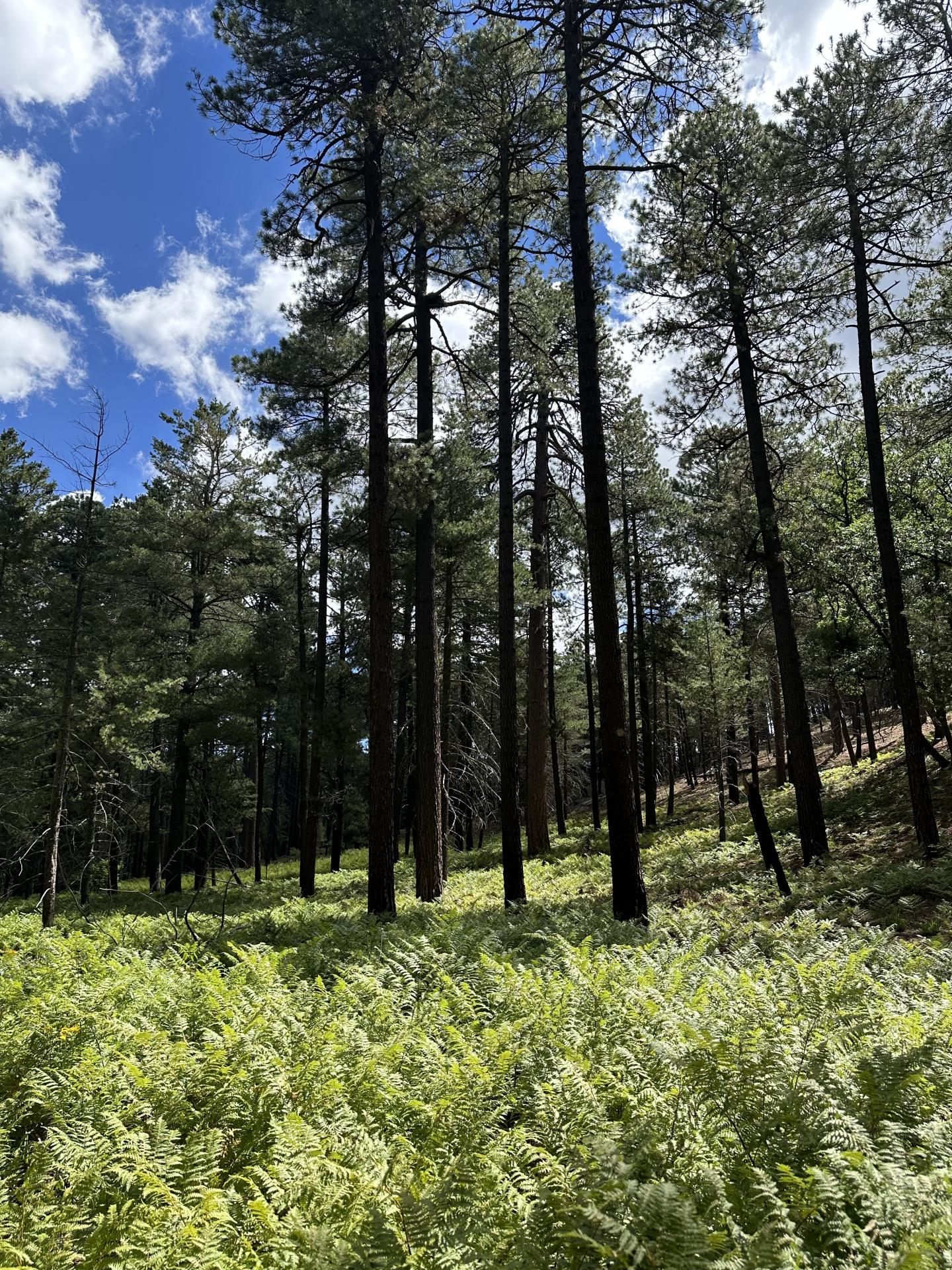 Forest with tall pine trees and lush green ferns under a blue sky with clouds.