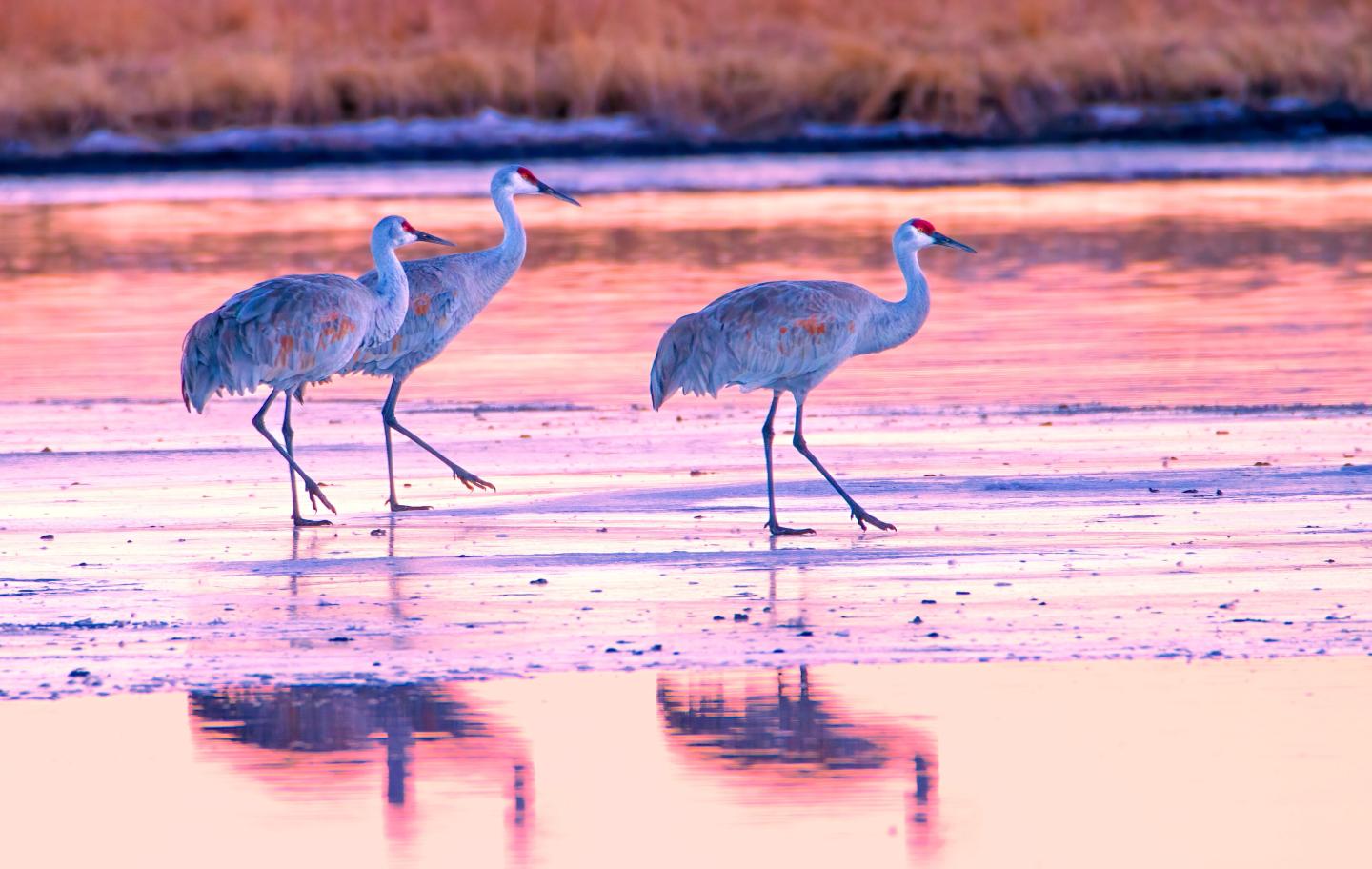 Three cranes walking on a reflective, pink-tinged wetland.