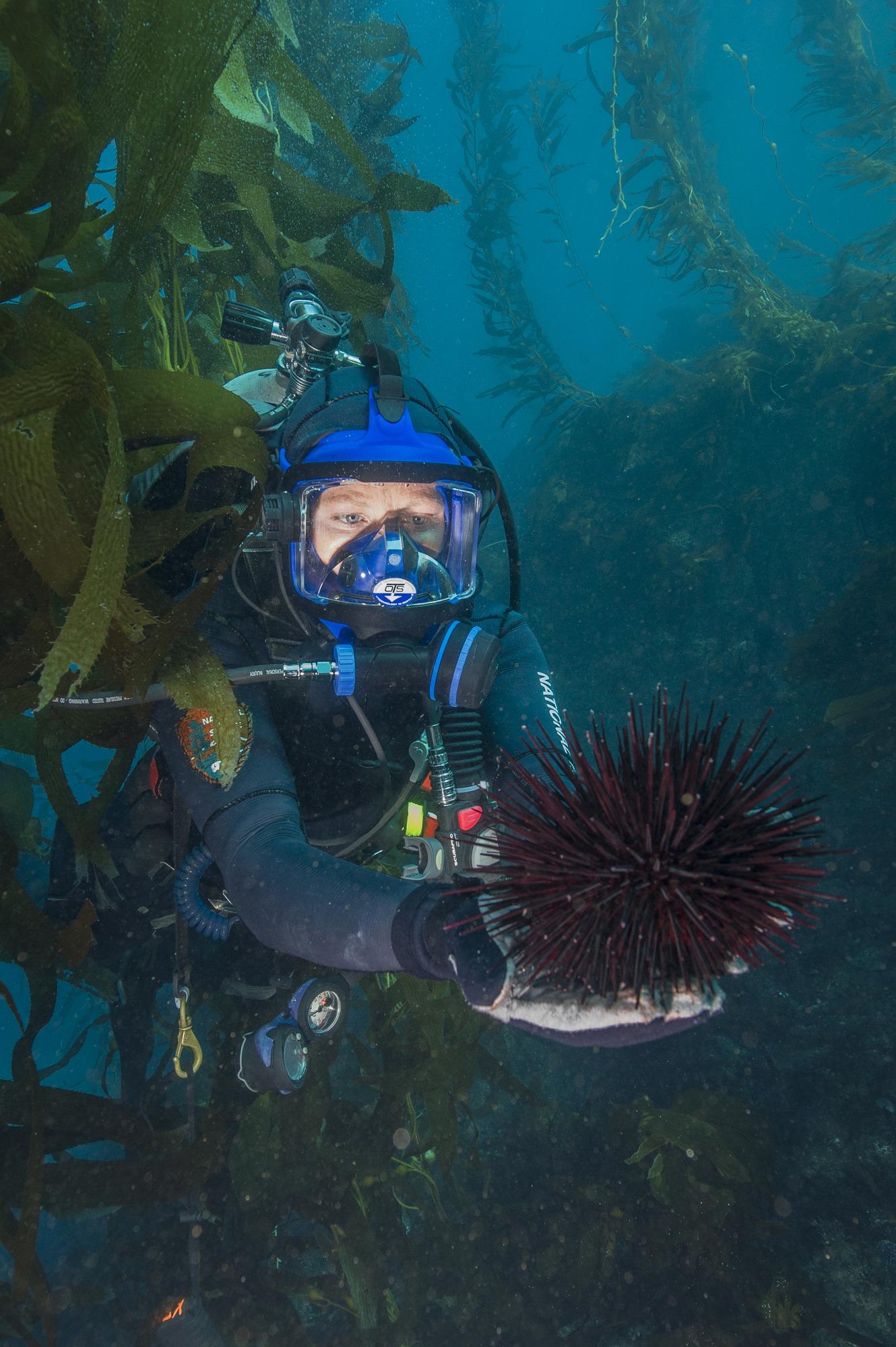Diver underwater holding a sea urchin among kelp.