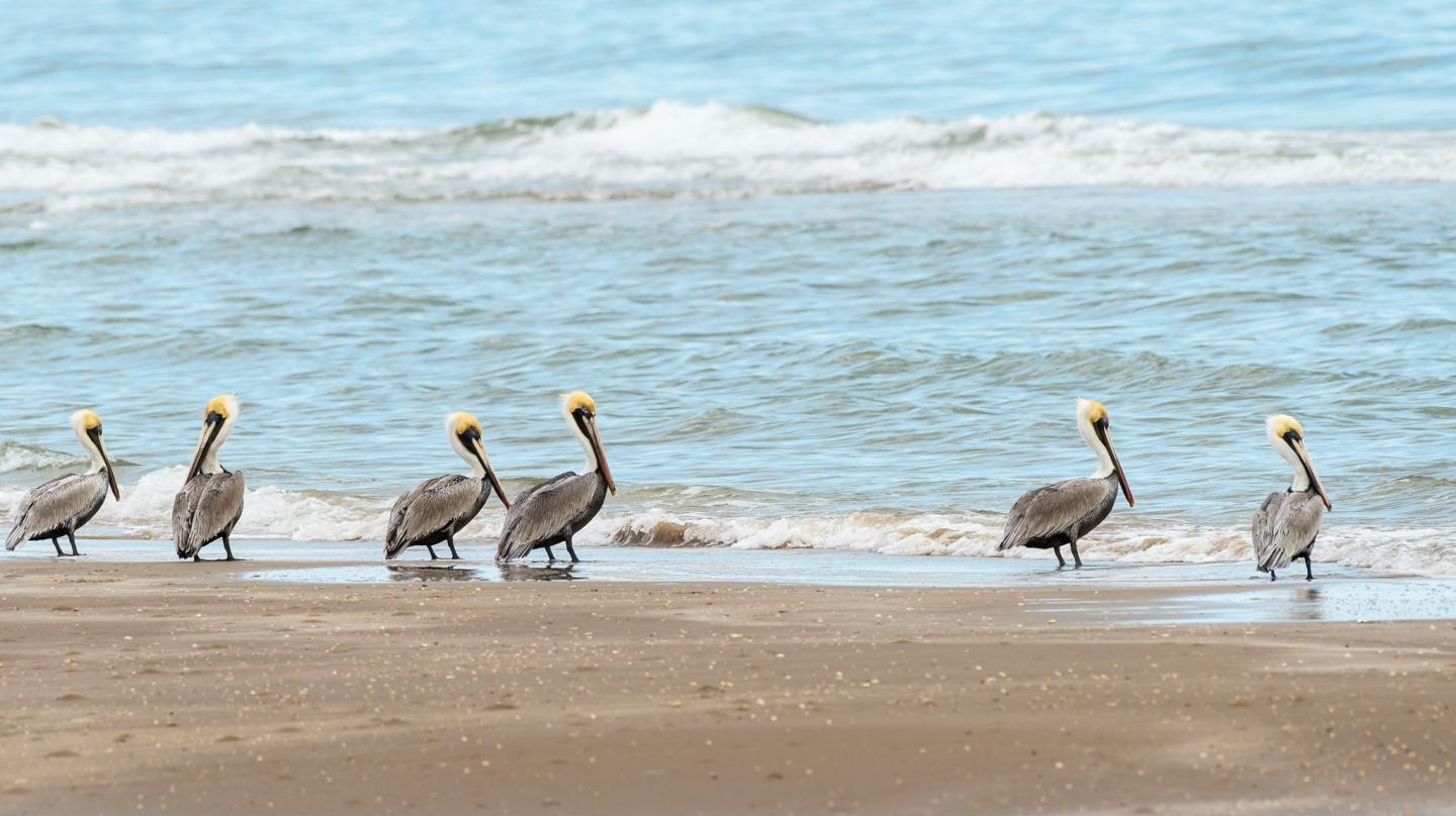 Seven pelicans standing on a sandy beach near the ocean waves.