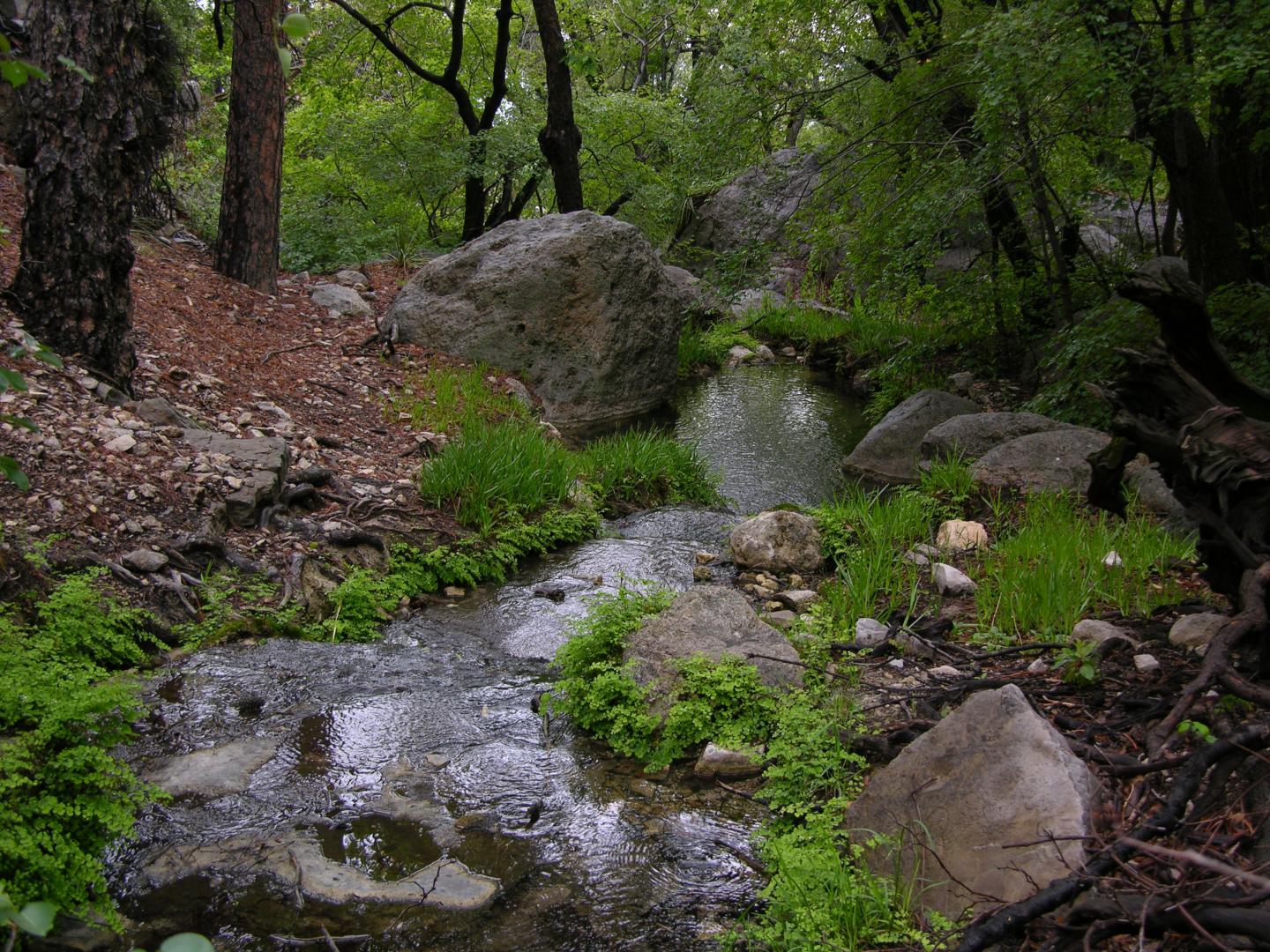 Small stream flowing through a lush, green forest with rocks and trees.