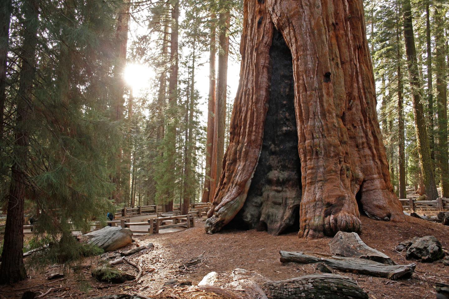 Giant sequoia tree in a forest, sunlight filtering through branches.