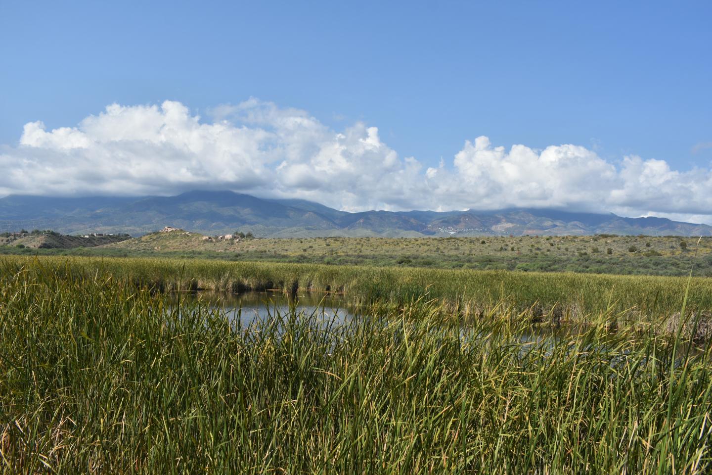Tavasci marsh with tall grasses, mountains, and cloudy sky.