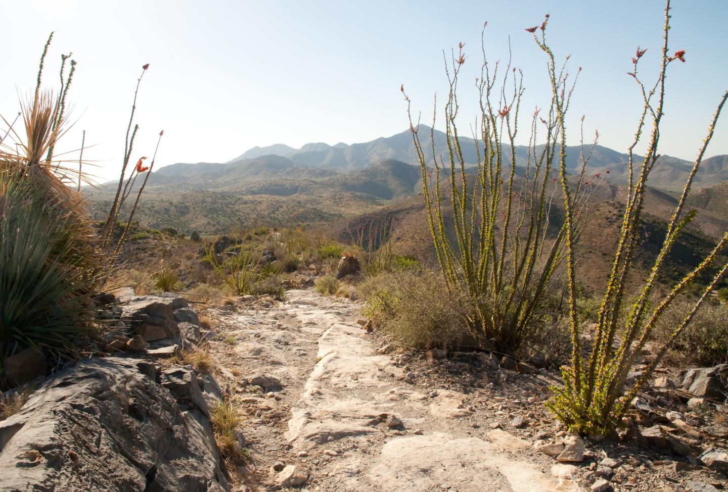 Desert trail with cacti and distant mountains under a clear sky.