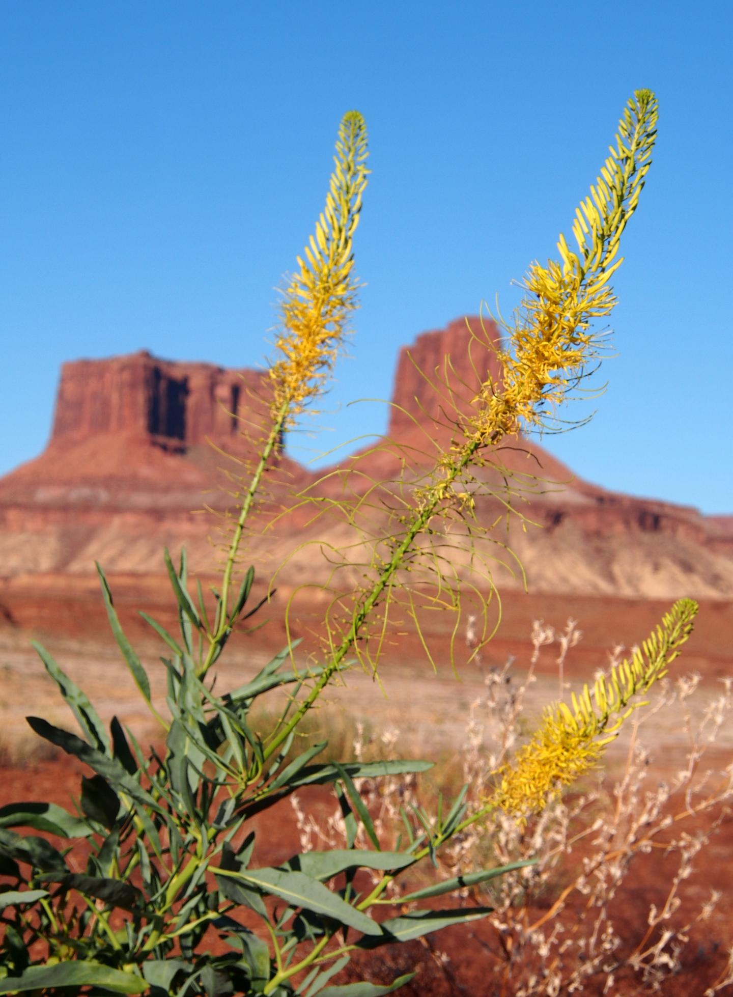 Yellow wildflowers with red rock formations in the background under a clear blue sky.