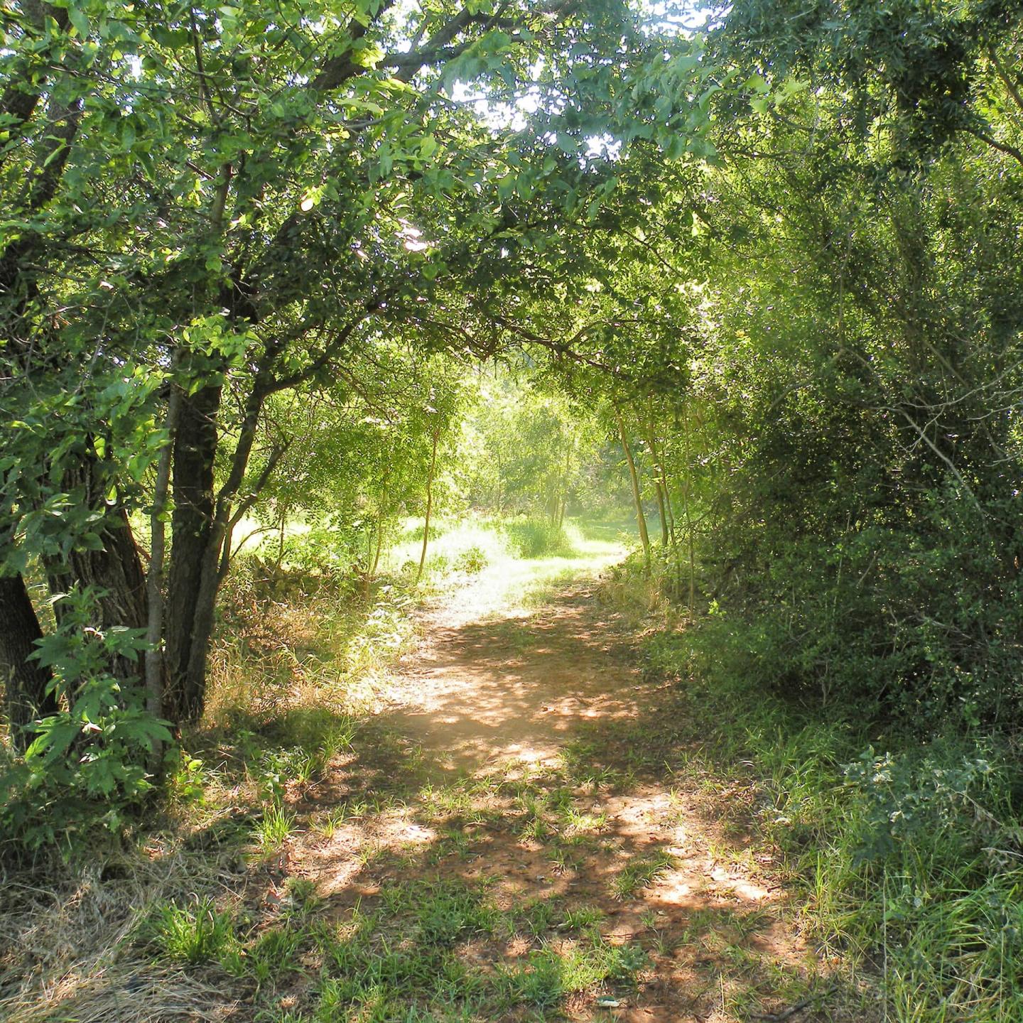 Sunny forest path surrounded by lush green trees.