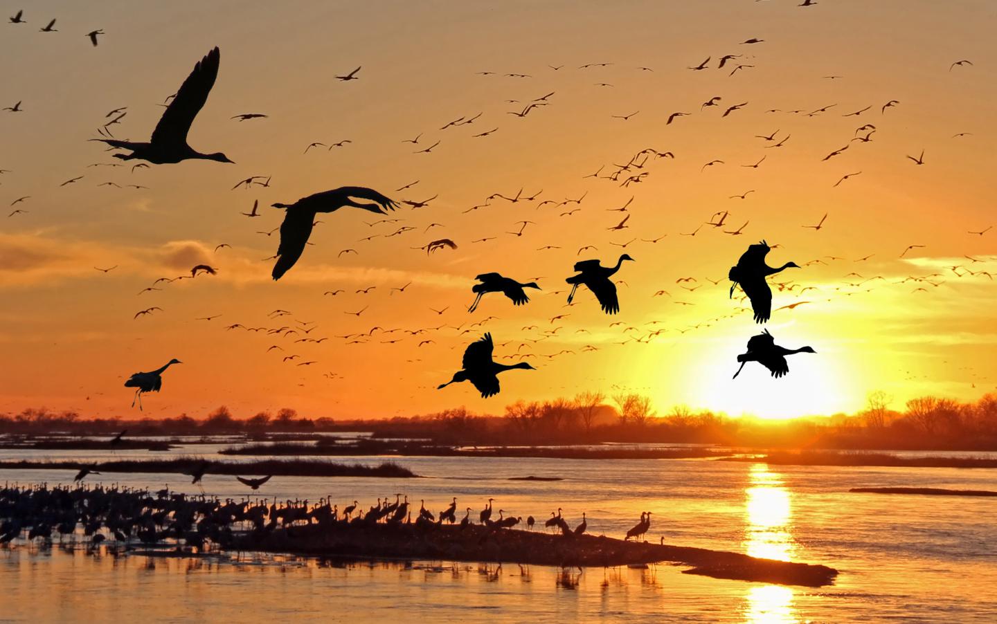 Flock of birds flying over a lake at sunset.