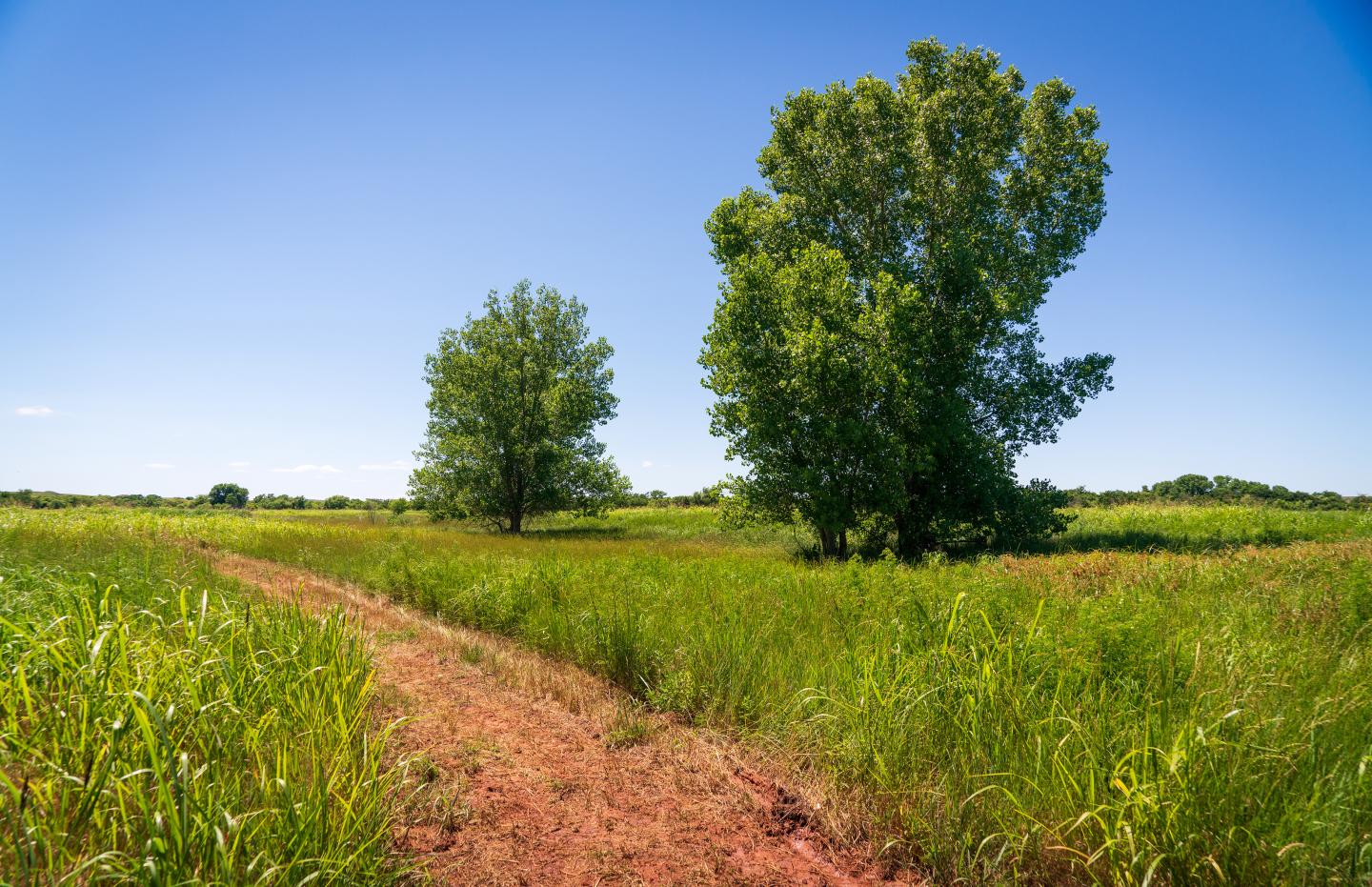 Two tall trees at Washita Battlefield stand in a sunny, grassy field under a clear blue sky.