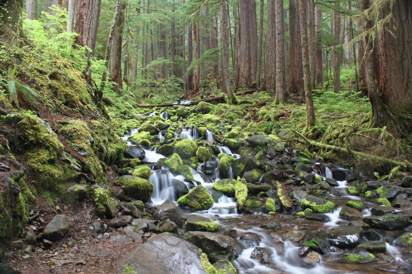 Small forest stream flowing over mossy rocks.