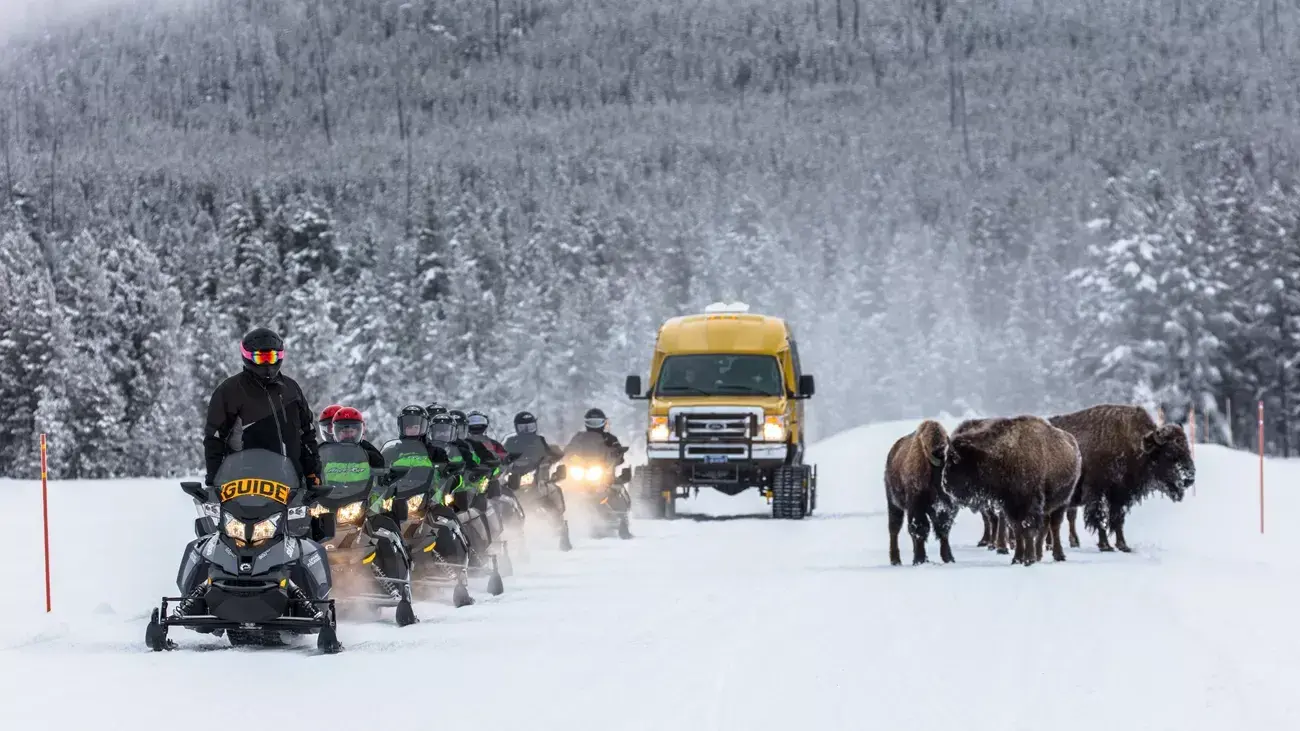 Snowmobiles and a yellow bus on a snowy road, with bison on the right.