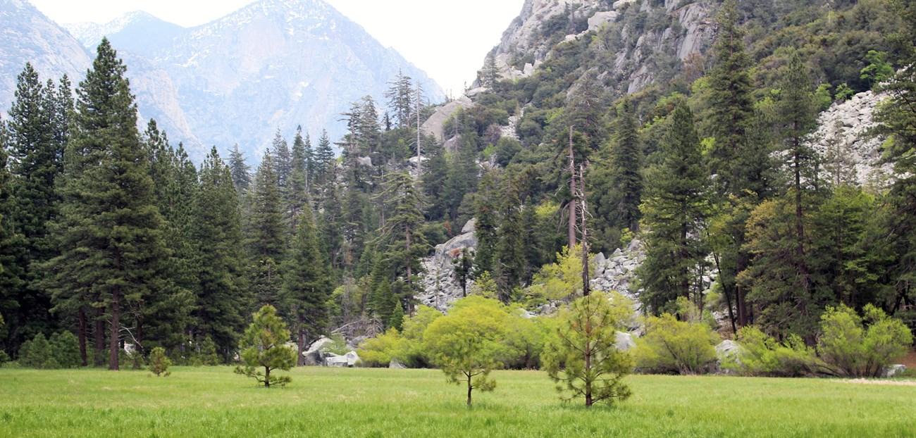 Zumwalt Meadow with pine trees and green meadow.