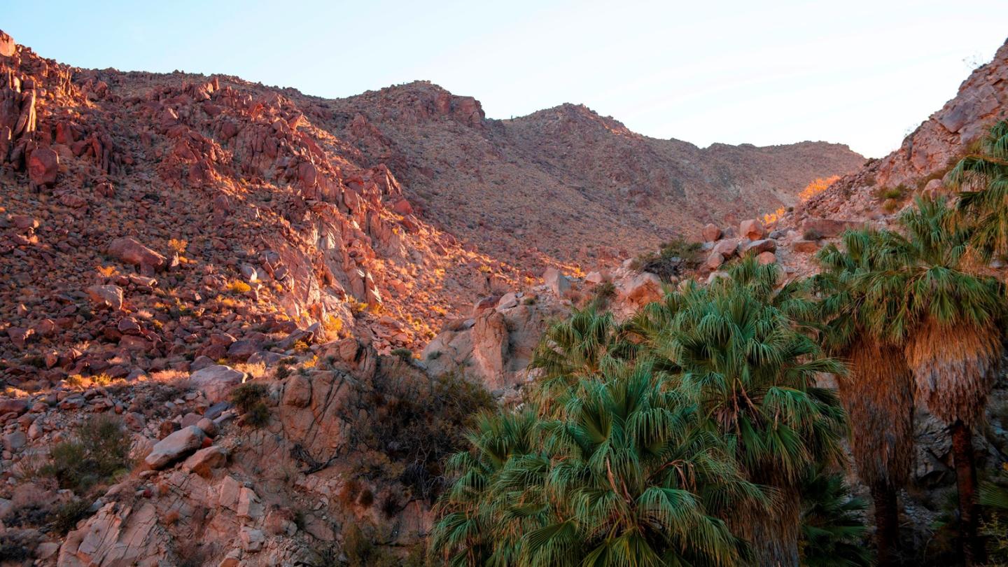Fortynine Palms at sunset with green palm trees and rocky hills.