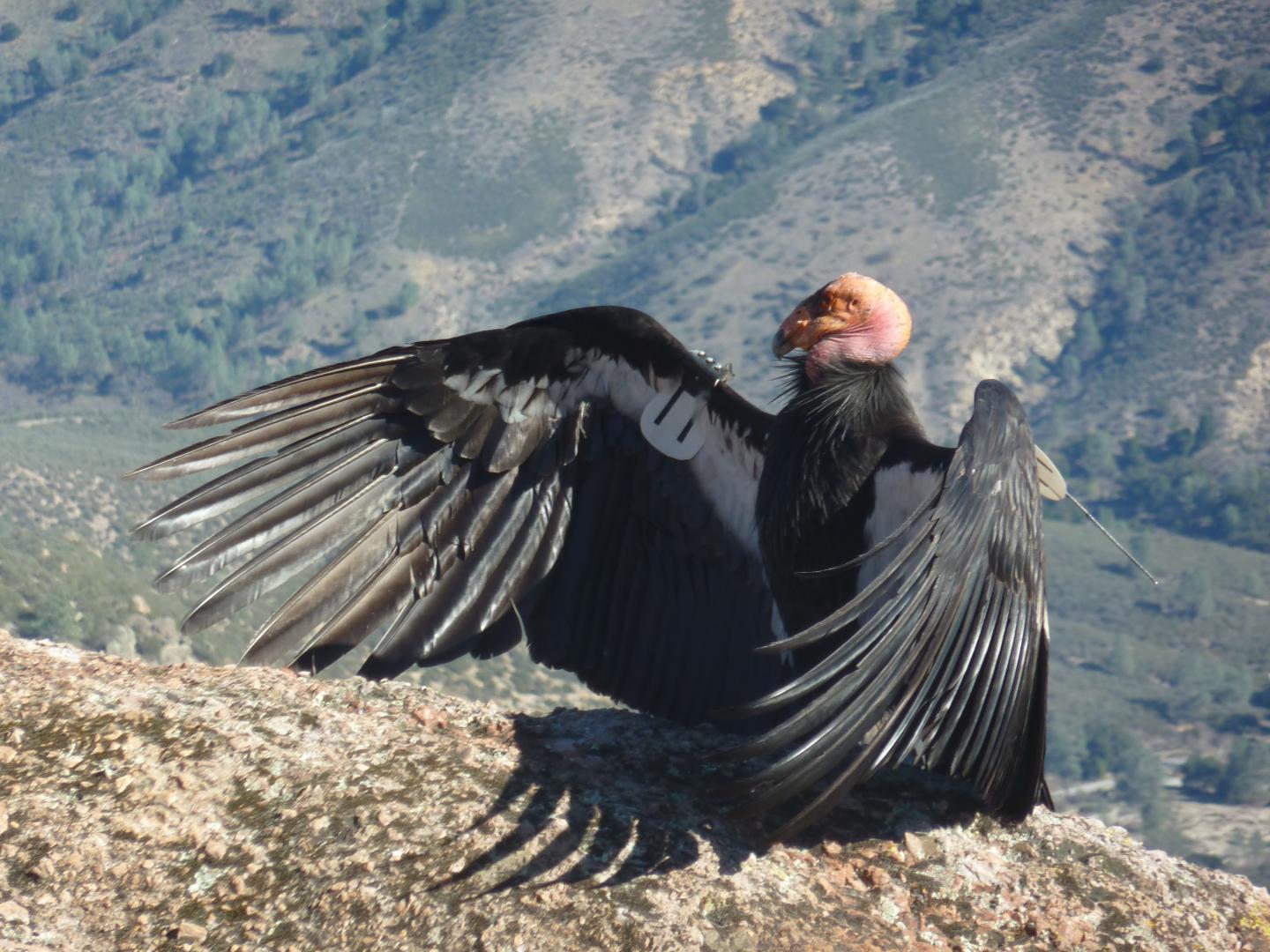 California condor perched with wings spread wide.